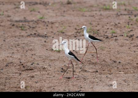 Un ritratto di due palafitte ad alare nera, Himantopus himantopus, a piedi. Zona di concessione di Khwai, Okavango, Botswana. Foto Stock