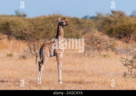 Ritratto di una giraffa meridionale di una settimana, Giraffa camelopardalis. Mashatu Game Reserve, Botswana. Foto Stock