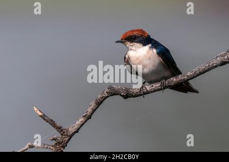 Ritratto di una rondine a coda di filo, Hirundo smithii, che si posava su un ramo. Parco Nazionale di Chobe, Botswana. Foto Stock