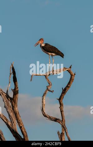 Una cicogna di marabù, Leptoptilos crumeniferus, arroccata in un albero morto. Parco Nazionale di Chobe, Kasane, Botswana. Foto Stock