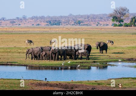 Una mandria di elefanti africani, Loxodonta africana, si radunò in un pozzo. Zebre comuni e uccelli pascolo nelle vicinanze. Parco Nazionale di Chobe, Botswana. Foto Stock