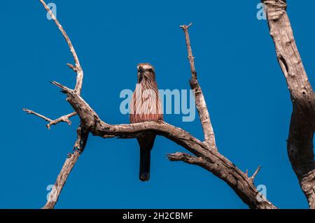 Un rullo a corona rufosa, Coracias naevius naevius, che si aggirava su un albero. Botswana Foto Stock