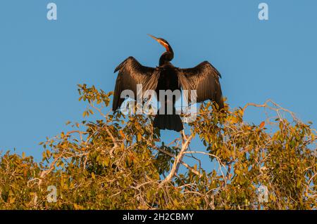 Un darter africano, Anhinga rufa, che asciuga le sue ali in un albero superiore. Fiume Chobe, Parco Nazionale di Chobe, Kasane, Botswana. Foto Stock