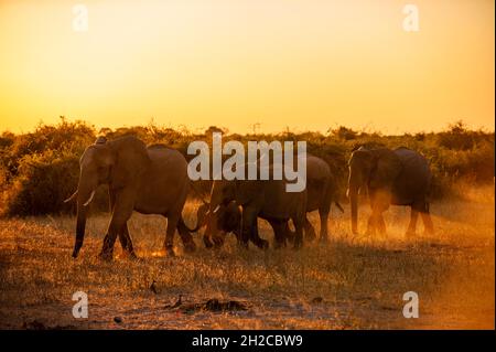 Un gregge di elefanti africani, Loxodonta africana, che cammina nelle praterie. Parco Nazionale di Chobe, Kasane, Botswana. Foto Stock