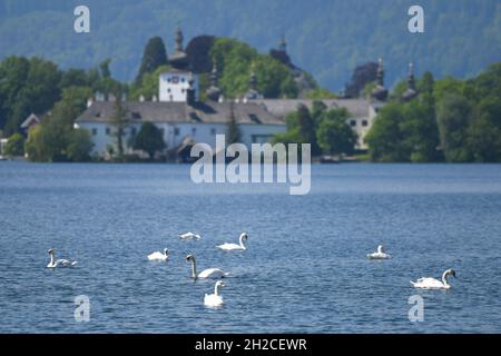 Schwäne vor dem Schloss Ort a Gmunden (Bez. Gmunden, Salzkammergut, Oberösterreich, Österreich) - Cigni di fronte al Castello d'Ort a Gmunden (Gmunde Foto Stock