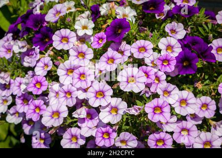 Belle petunie variegate in tonalità di viola, in un cesto appeso per fiorire tutta l'estate, i Paesi Bassi Foto Stock