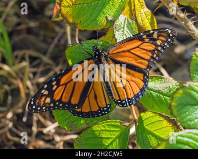 Monarch Butterfly (Danaus plexippus), Sumburgh, Shetland, Scozia Foto Stock