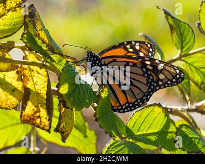 Monarch Butterfly (Danaus plexippus), Sumburgh, Shetland, Scozia Foto Stock