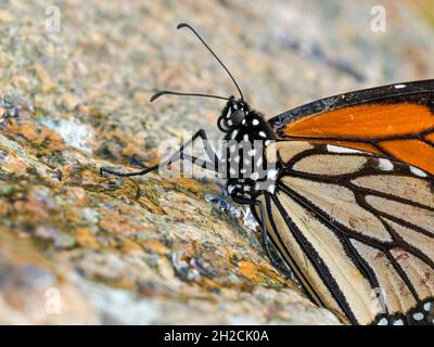 Monarch Butterfly (Danaus plexippus), Sumburgh, Shetland, Scozia Foto Stock