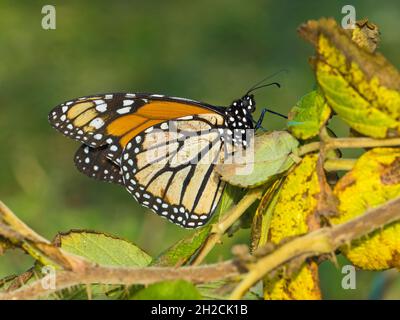 Monarch Butterfly (Danaus plexippus), Sumburgh, Shetland, Scozia Foto Stock