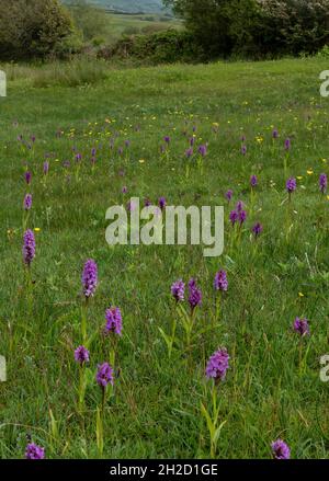 Orchidee di palude meridionale, Dactylorhiza praetermissa, in fiore in massa in prateria umida sul comune di Corfe, Dorset Foto Stock