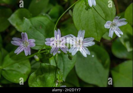 Porslane rosa, Claytonia sibirica, in fiore nei boschi in primavera; Devon. Foto Stock