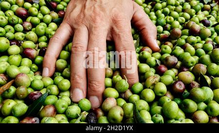 Un giovane caucasico raccoglie alcune olive appena raccolte durante la raccolta in un oliveto in Catalogna, Spagna Foto Stock