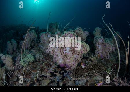 Un'incredibile diversità di coralli prosperano nelle baraccate di Raja Ampat, Indonesia. Quest'area ospita la più alta biodiversità marina della Terra. Foto Stock