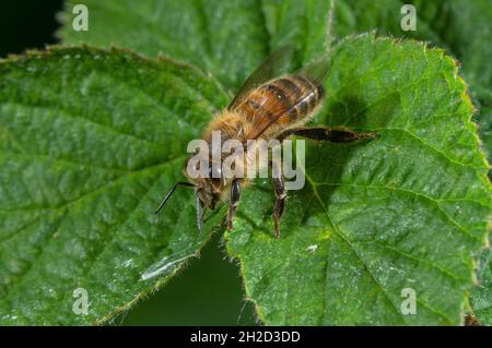 Miele-ape, Apis mellifera, poggiante sulla foglia. Foto Stock