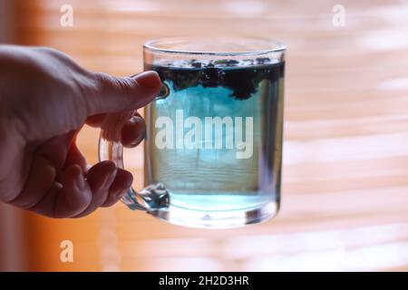 Una tazza di vetro trasparente di tè di pisello blu Butterfly in una mano. Foto Stock