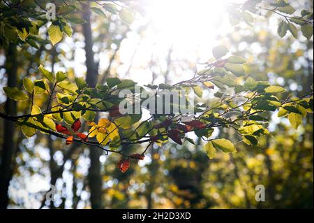 ramo con foglie autunnali illuminate dal sole Foto Stock