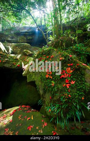 Caduta foglie di acero rosso su una cascata in autunno. Foglie astratte di acero rosso all'alba. Concentrarsi sulle foglie di acero. Foto Stock