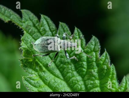 Ortica Weevil, Phyllobius pomaceus, su foglia di ortica pungente. Foto Stock