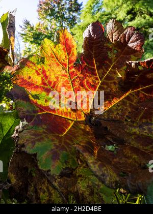 Longstock acqua parco giardino, John Lewis Leckford station wagon, Stockbridge, Hampshire, Inghilterra, Regno Unito Foto Stock