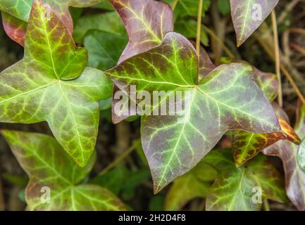 Close shot di foglia viola variegata ob comune English Ivy / Hedera Helix. Ivy è velenoso ma è stato usato come pianta medicinale in rimedi a base di erbe. Foto Stock