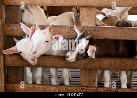 I capretti bianchi felici che grooming o giocano in una stalla di legno in una fattoria locale. Agricoltura, bestiame, latte di capra concetti. Primo piano. Attenzione ai bambini. Foto Stock