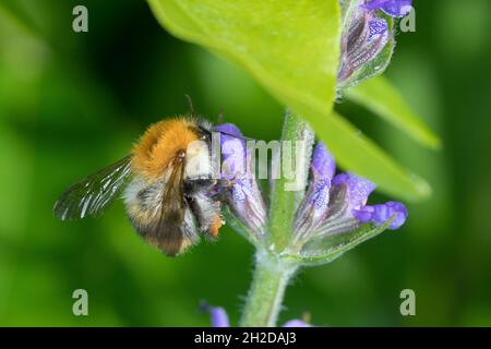 Ackerhummel, Acker-Hummel, Hummel, Blütenbesuch, Weibchen mit Pollenhöschen, Bombus pascuorum, Bombus agrorum, Megabombus pascuorum floralis, comune c Foto Stock