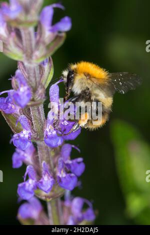 Ackerhummel, Acker-Hummel, Hummel, Blütenbesuch, Weibchen mit Pollenhöschen, Bombus pascuorum, Bombus agrorum, Megabombus pascuorum floralis, comune c Foto Stock