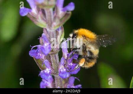 Ackerhummel, Acker-Hummel, Hummel, Blütenbesuch, Weibchen mit Pollenhöschen, Bombus pascuorum, Bombus agrorum, Megabombus pascuorum floralis, comune c Foto Stock