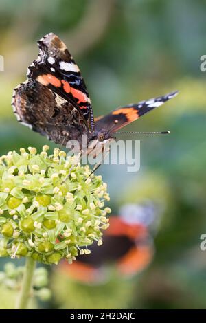 Ammiraglio, Blütenbesuch an Efeu, Hedera Helix, Vanessa atalanta, Pyrameis atalanta, Ammiraglio rosso, le Vulcain Foto Stock