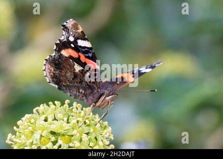 Ammiraglio, Blütenbesuch an Efeu, Hedera Helix, Vanessa atalanta, Pyrameis atalanta, Ammiraglio rosso, le Vulcain Foto Stock