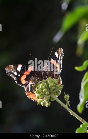 Ammiraglio, Blütenbesuch an Efeu, Hedera Helix, Vanessa atalanta, Pyrameis atalanta, Ammiraglio rosso, le Vulcain Foto Stock