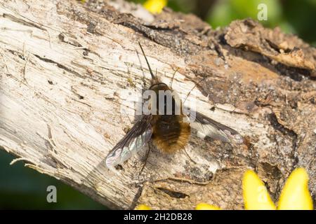 Großer Wollschweber, Wollschweber, Hummelschweber, Bombylius Major, Grande volo a volo di ape, ape-mosca dal bordo scuro, mosca di ape maggiore, mosche di api, mosche di api, b Foto Stock