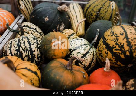 cassa piena di zucche diverse in una casa verde Foto Stock