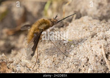 Großer Wollschweber, Wollschweber, Hummelschweber, Bombylius Major, Grande volo a volo di ape, ape-mosca dal bordo scuro, mosca di ape maggiore, mosche di api, mosche di api, b Foto Stock