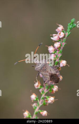 Lederwanze, Große Randwanze, Saumwanze, Leder-Wanze, Saum-Wanze, Coreus marginatus, Mesocerus marginatus, squash bug, dock bug, la corée marginée, Eseguito Foto Stock