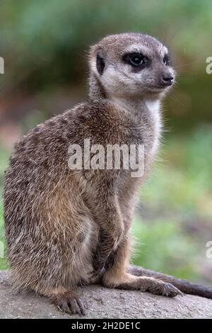 Meerkat che si guardano fuori, uno seduto e uno in piedi Foto Stock