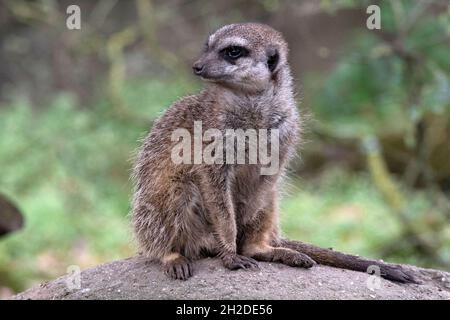 Meerkat che si guardano fuori, uno seduto e uno in piedi Foto Stock