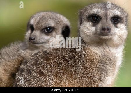 Meerkat che si guardano fuori, uno seduto e uno in piedi Foto Stock