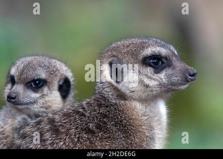 Meerkat che si guardano fuori, uno seduto e uno in piedi Foto Stock