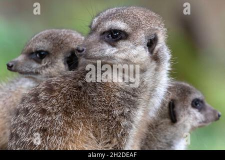 Meerkat che si guardano fuori, uno seduto e uno in piedi Foto Stock