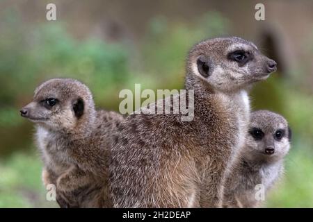 Meerkat che si guardano fuori, uno seduto e uno in piedi Foto Stock