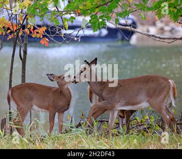 I cervi dalla coda bianca condividono un momento tenero nella foresta del Canada Foto Stock