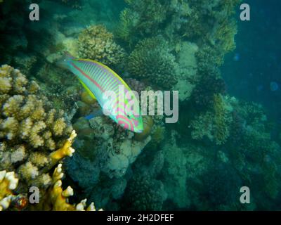 Klunzingers Junker oder Rotmeer-Junker / Klunzinger's wrasse o Rüppell'swrasse / Thalassoma rueppellii Foto Stock