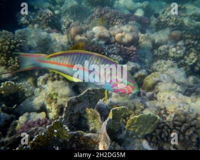 Klunzingers Junker oder Rotmeer-Junker / Klunzinger's wrasse o Rüppell'swrasse / Thalassoma rueppellii Foto Stock