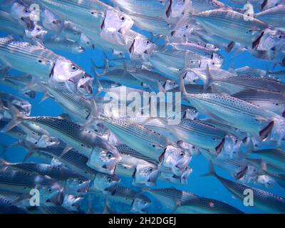 Indische Makrele oder Großmaul-Makrele / sgombro indiano / Rastrelliger kanagurta Foto Stock