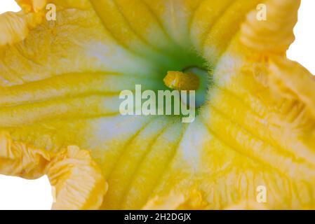 macro fotografia di fiore di zucca isolato su bianco Foto Stock