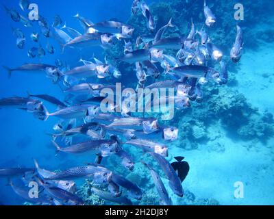 Indische Makrele oder Großmaul-Makrele / sgombro indiano / Rastrelliger kanagurta Foto Stock