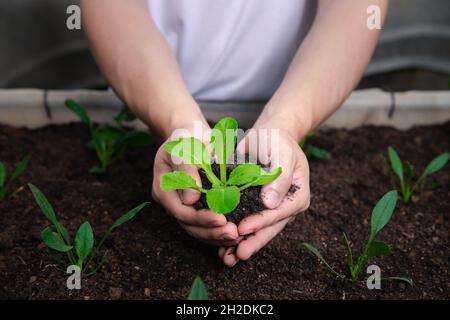 Ortaggi biologici. Il contadino ha le mani con il giovane bok choy con il suolo in una serra. Foto Stock