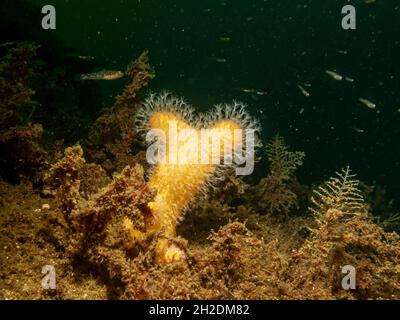 Un'immagine ravvicinata delle dita dell'uomo morto di corallo molle o Alcyonium digitatum. Foto dal Meteo Isole, Skagerrak Mare, Svezia Foto Stock